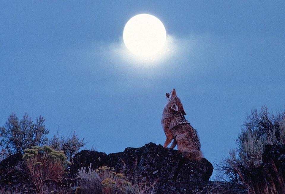 sounds coyotes make at night